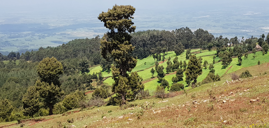 Forest visit to Menagesha National Forest near Addis Ababa