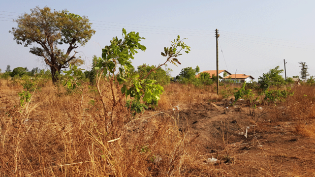 Shea trees in peri-urban Wa. Photo: Sentinel project